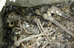 Discovery of bones under a pub, changed  thoughts about Irish